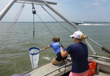 pulling in a plankton net