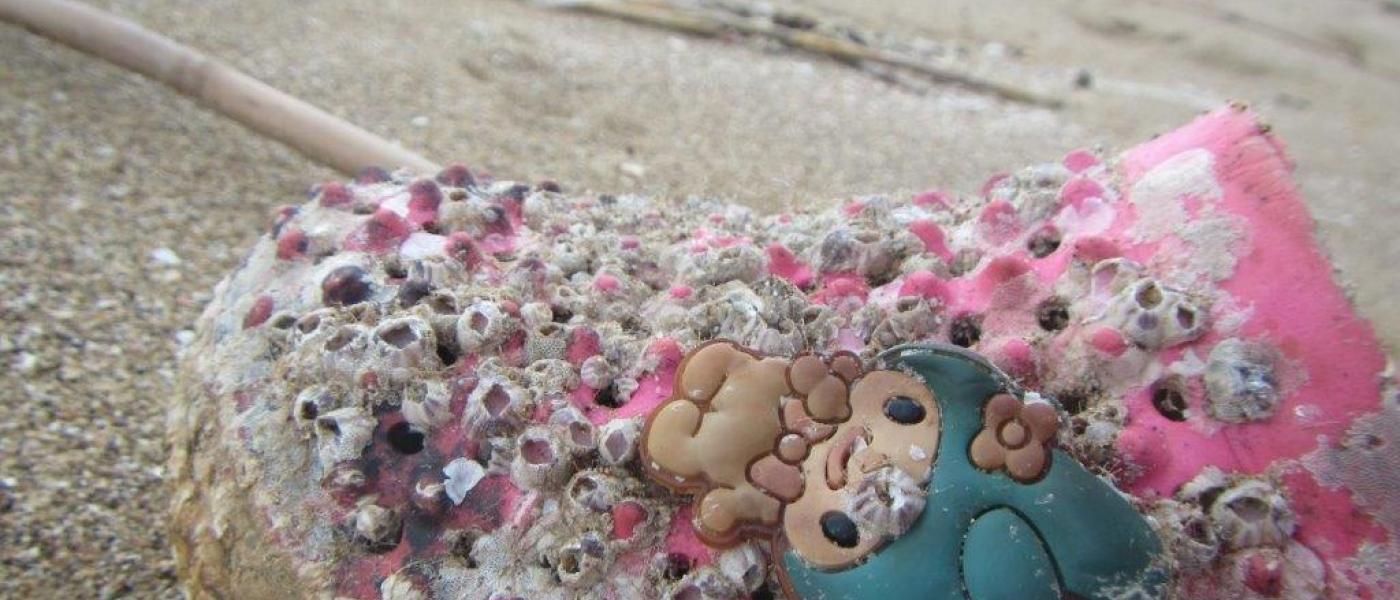 Child's shoe washed onshore with barnacles attached.