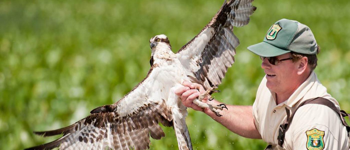 Greg Kearns, wearing brown waders and a green cap with a park badge, stands in a grassy field holding a large osprey by the leg.