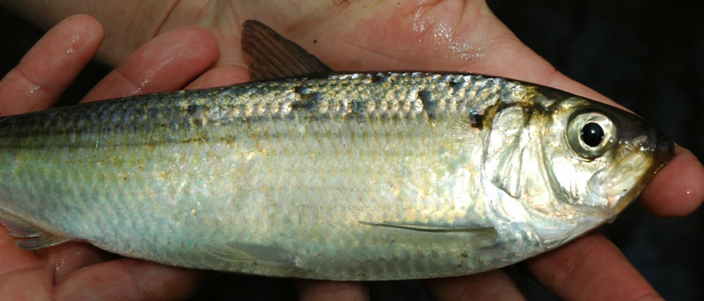 river herring