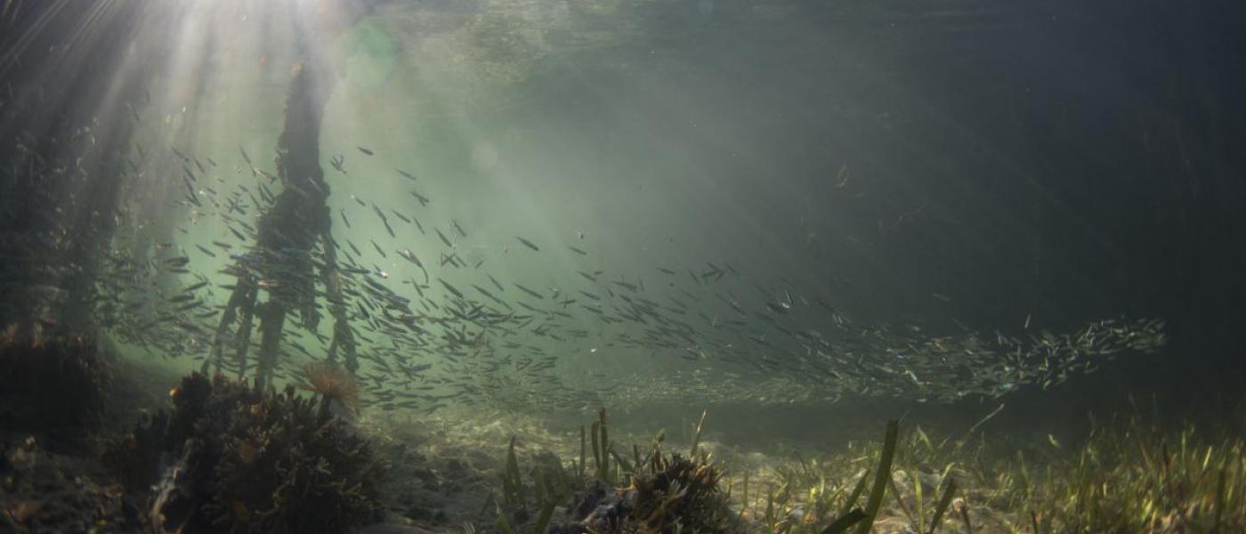 Life in the mangroves in Panama