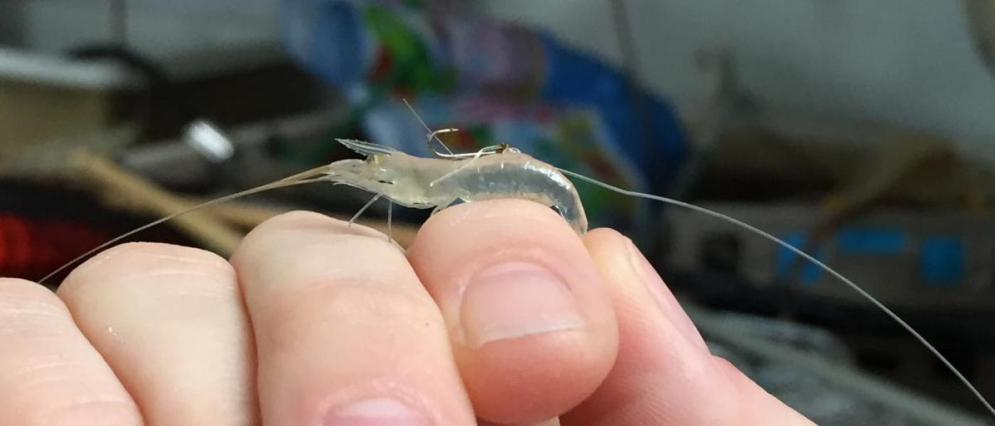 Preparing a tethered grass shrimp