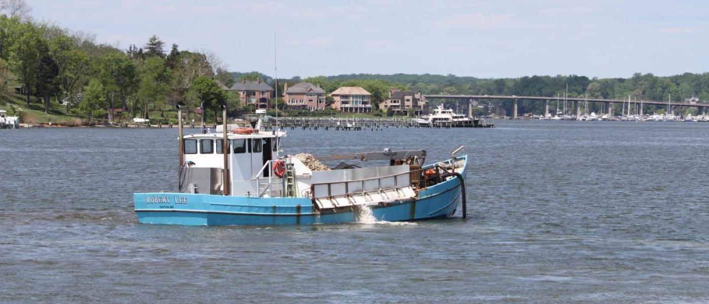 Boat planting oysters in the river