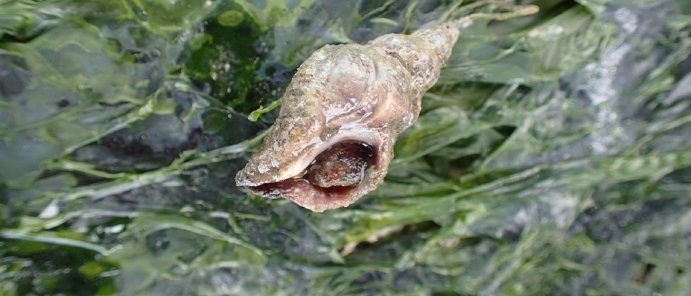 Oyster drill (Urosalpinx cinerea) on a bed of Ulva.