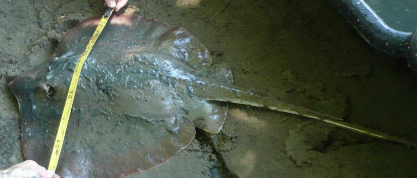 Measuring Atlantic stingray caught in seine surveys