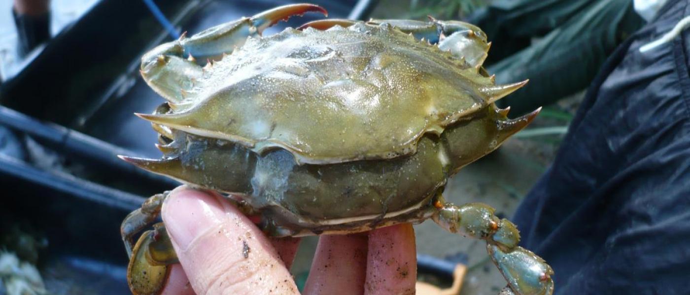 Molting crab in seine surveys