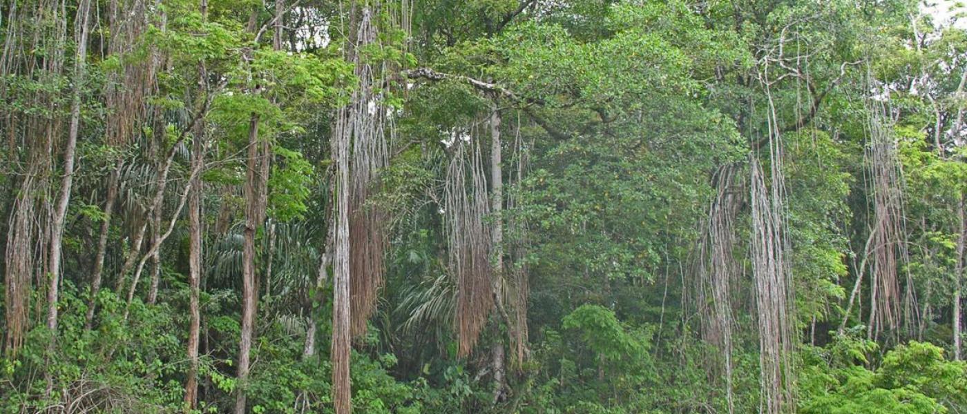 mangroves