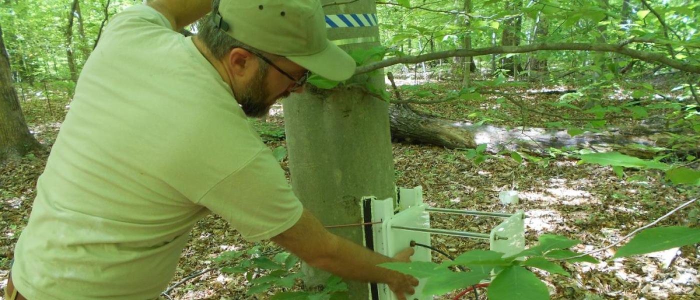 SERC postdoc attaches methane-monitoring equipment to a tree in the forest