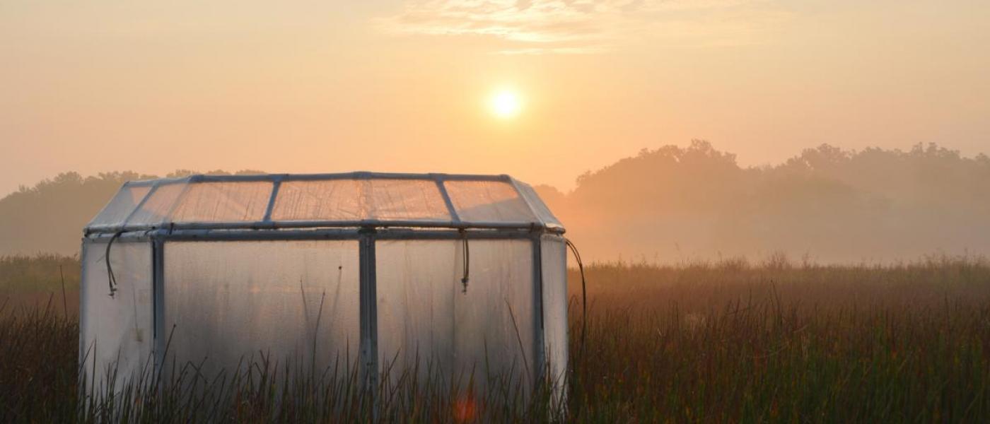 experimental marsh chamber at sunrise