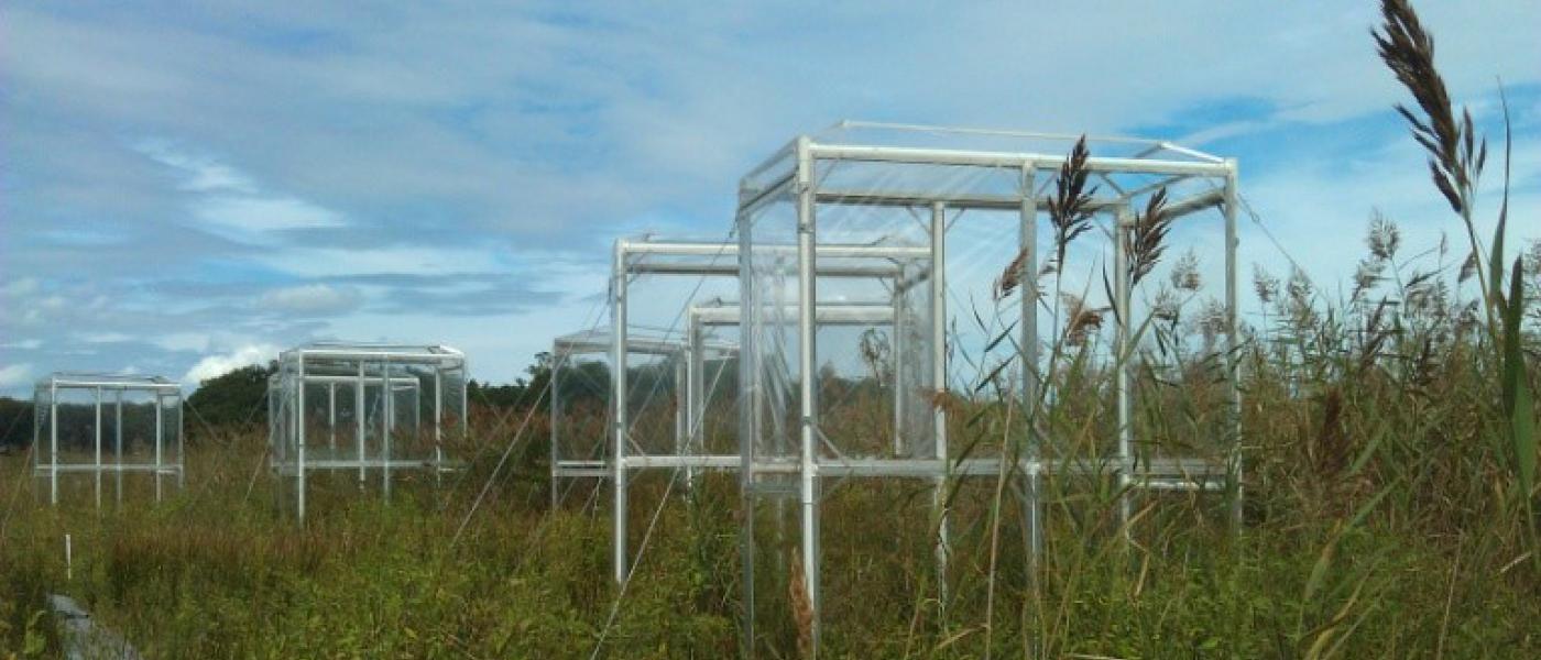 Experimental Phragmites chambers