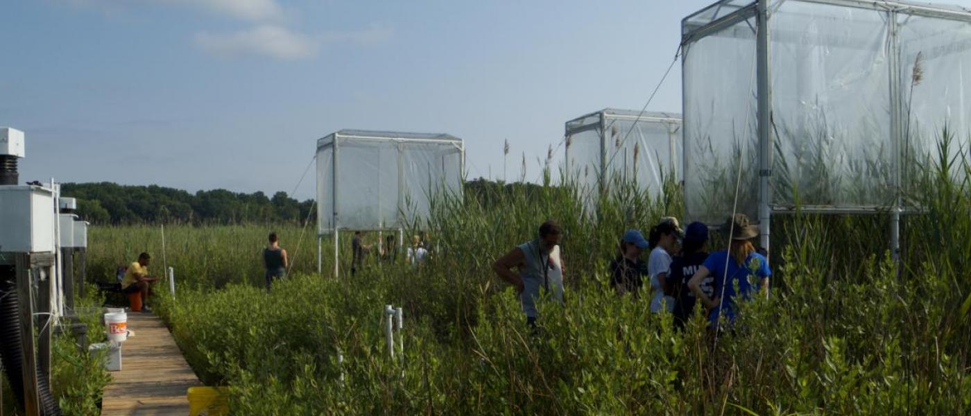 Phragmites Chambers