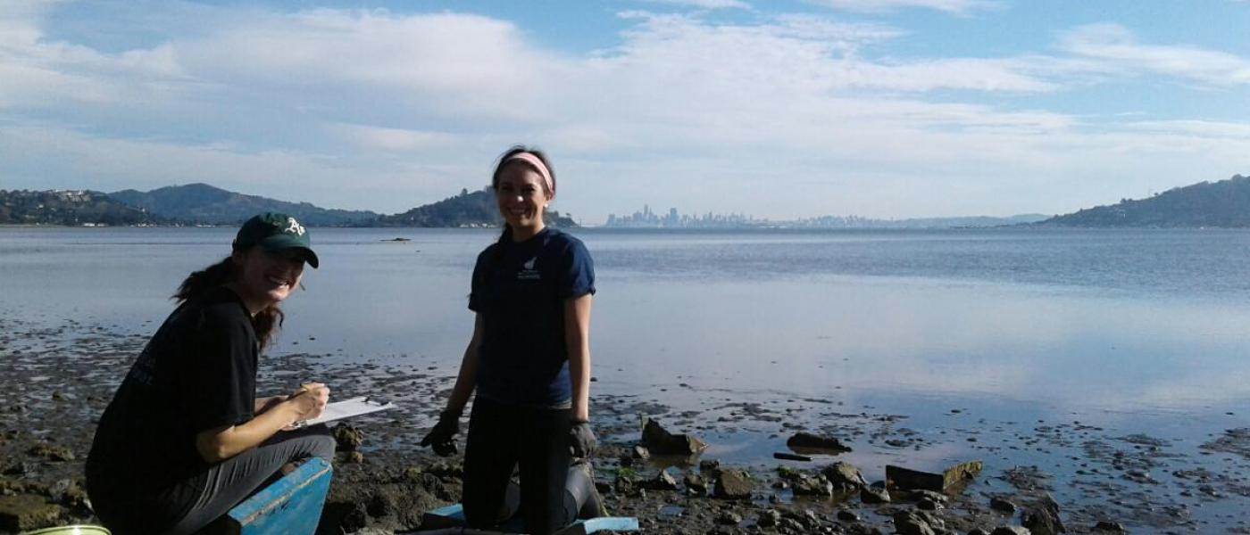 Volunteers removing oyster drills in Richardson Bay