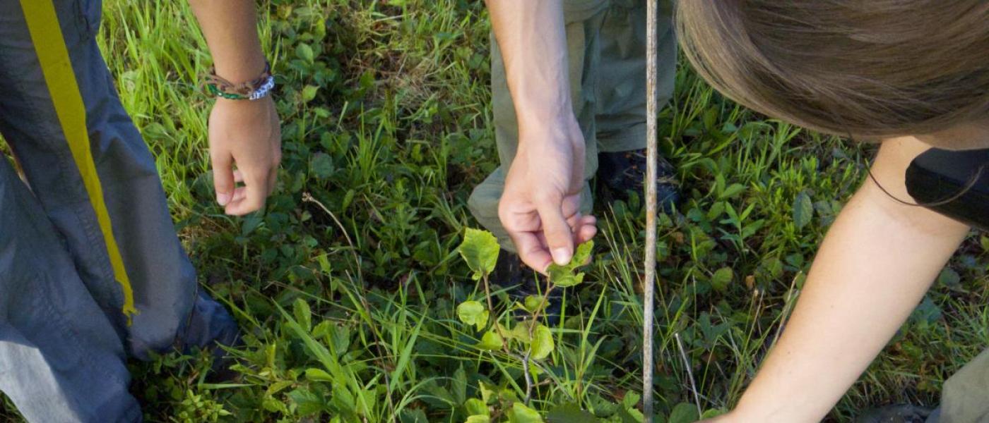 Hands measuring leaf