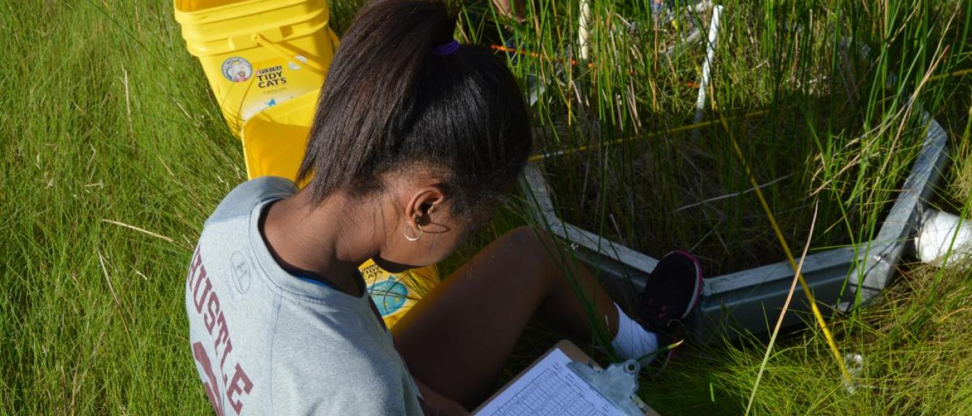 volunteer in salt marsh