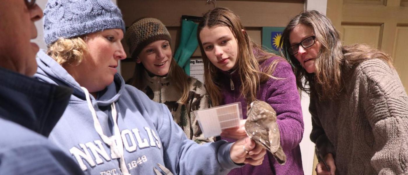 volunteers look on as the head bander, Melissa Boyle, is holding a sawhet owl