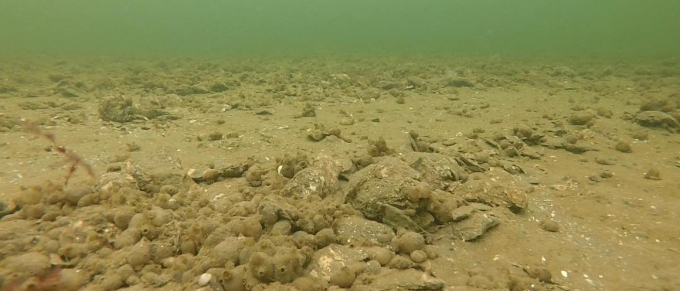 An underwater picture of a barren oyster reef with lots of exposed mud and few oysters on the seafloor.