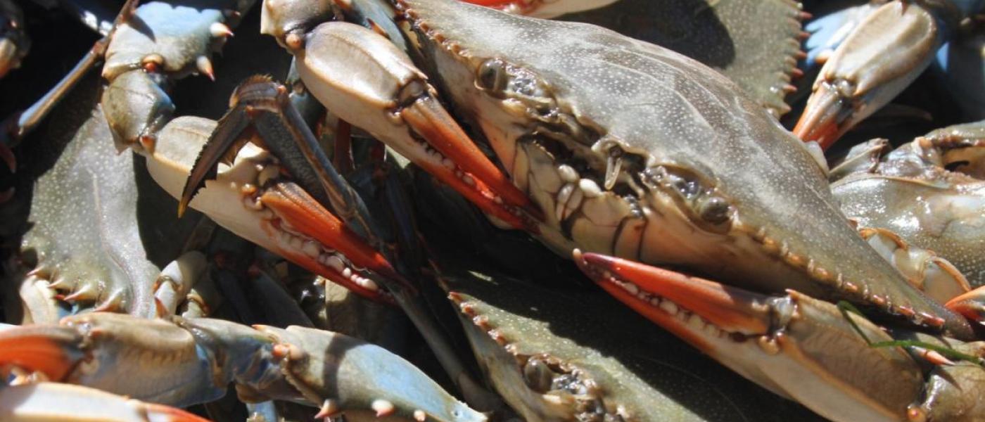 Female blue crabs in Chesapeake Bay