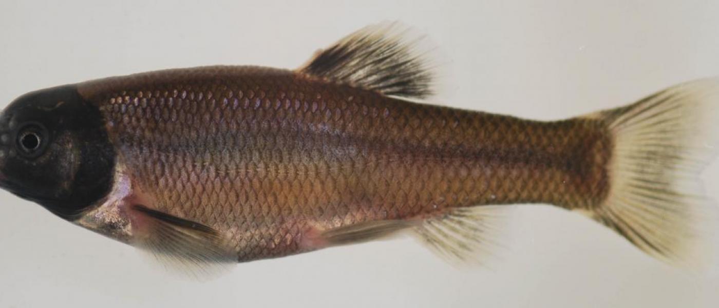 Fathead Minnow (Pimephales promelas)