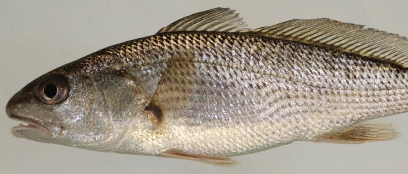 Red Drum fish (Sciaenops ocellatus)