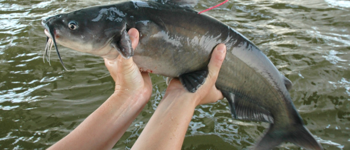 tagged blue catfish