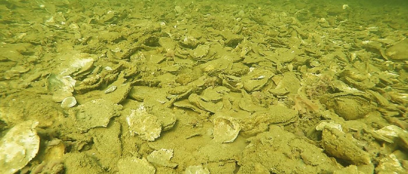 Oyster reef in the Choptank River