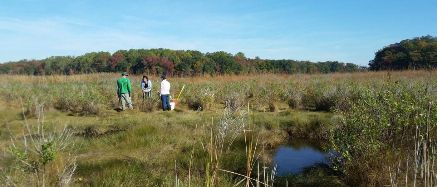 MarineGEO SERC salt marsh survey in Rhode River