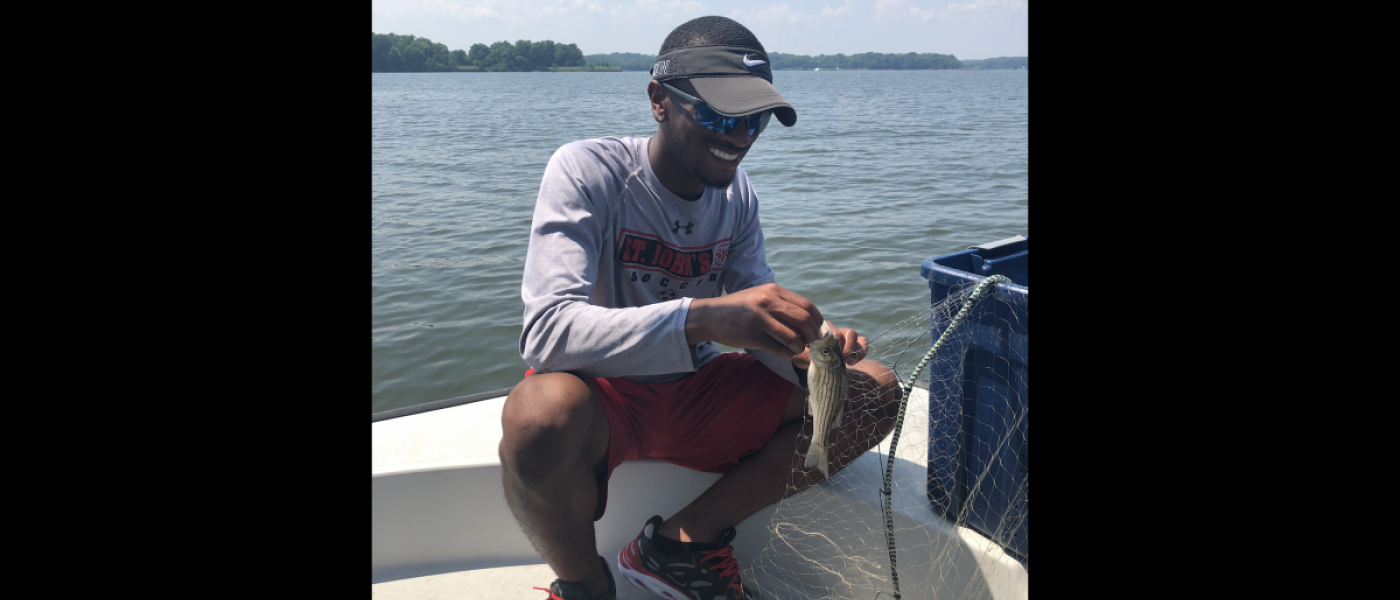 Striped bass caught in the gillnet