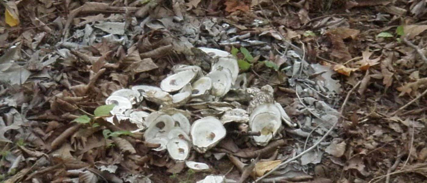 oyster shells in soil