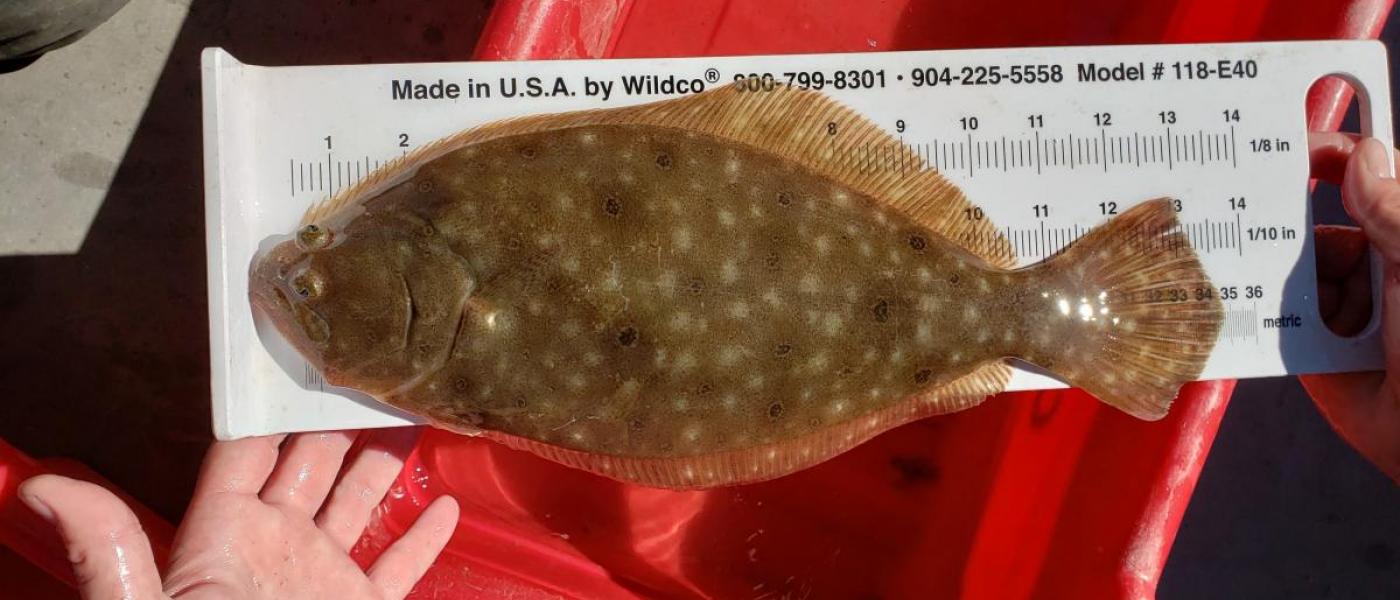 Measuring a summer flounder