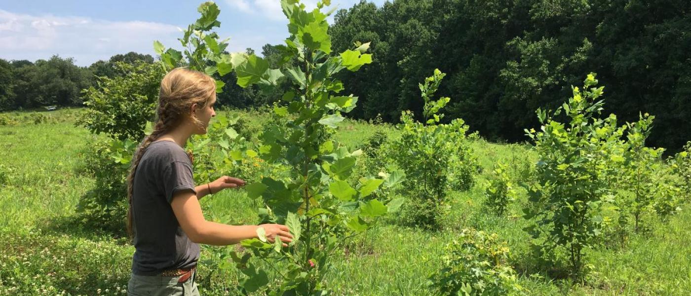 Intern measuring tree