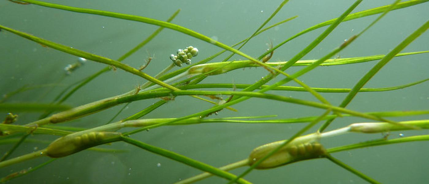 Eelgrass flowers