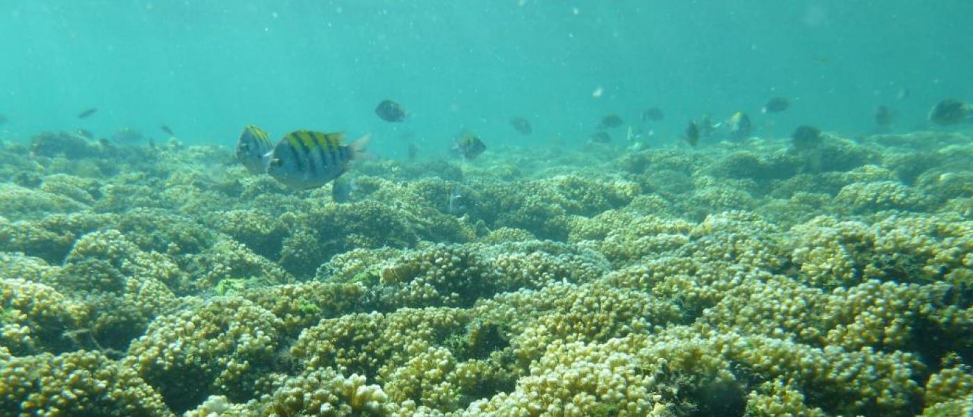 sergeant major fish over Pocollopora reef, Pacific Panama