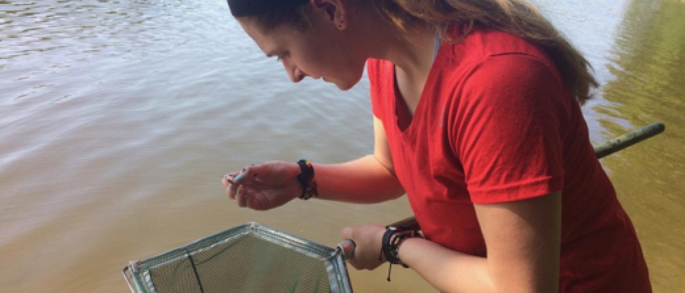 Intern looking for parasitized shrimp