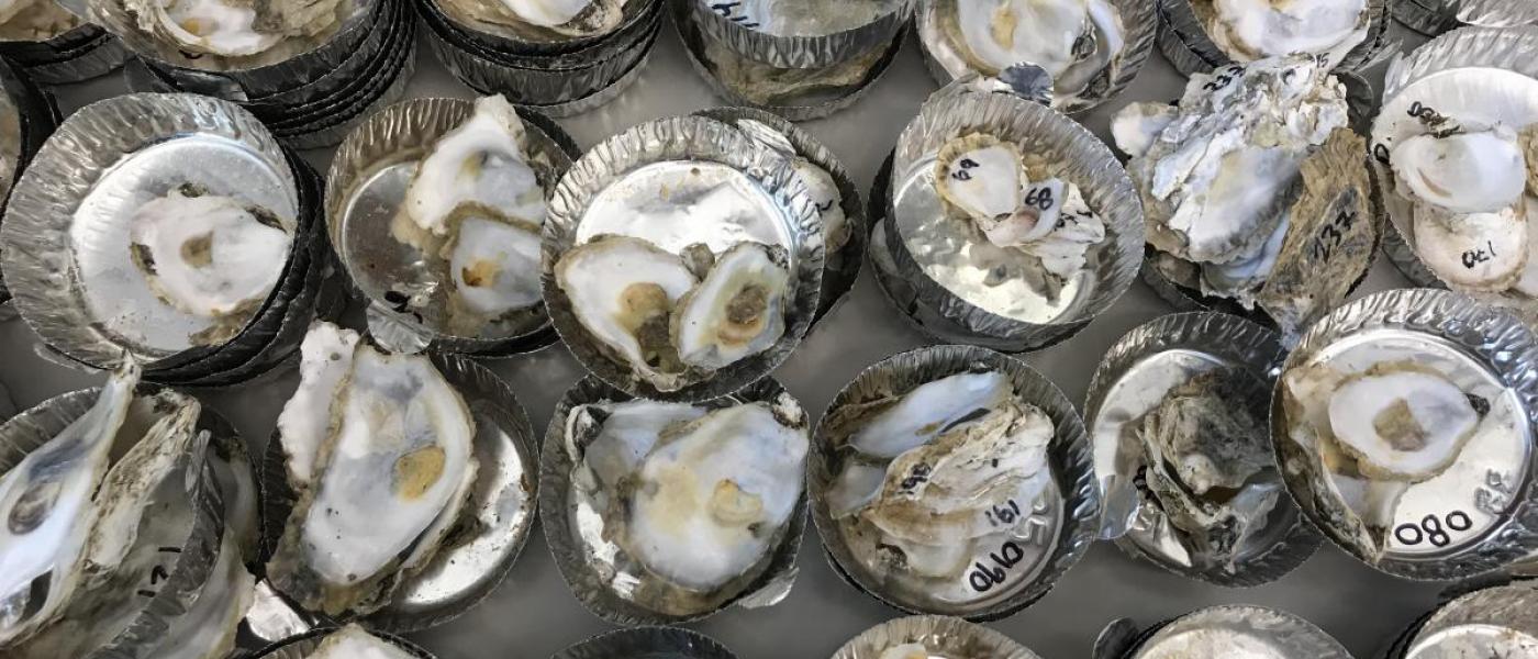 Oyster shells