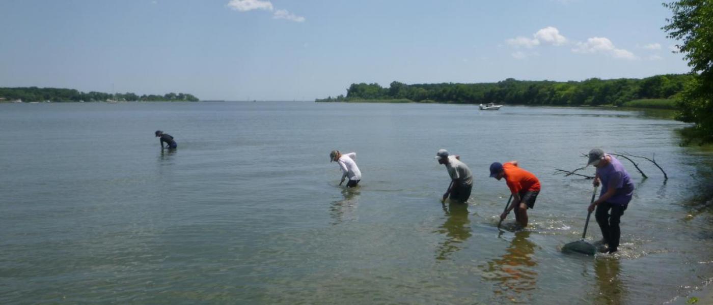 Dip-net sweeps for shrimp are conducted by staff, interns and volunteers” by Stacey Havard