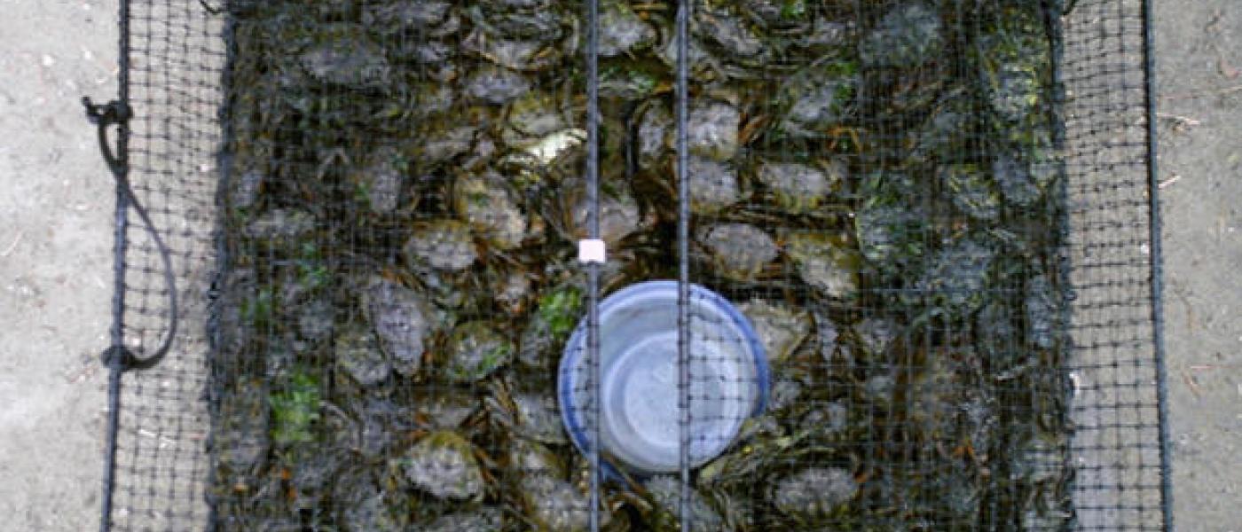 hundreds of Green Crabs in a trap