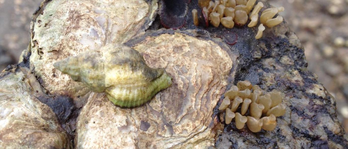 introduced oyster drill eating a native oyster 