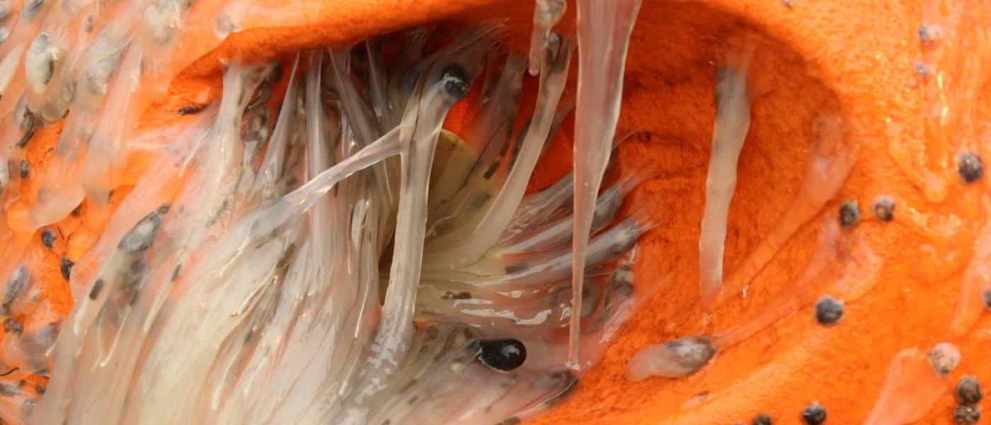 Tunicates and juvenile scallops attached to a plastic float 