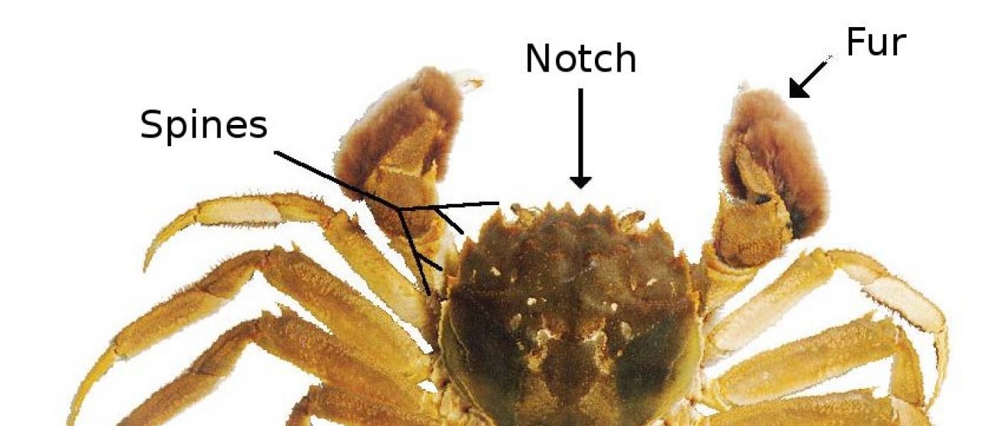 Key features of the mitten crab