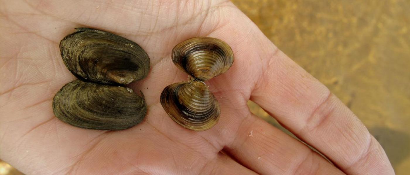 Native and Introduced clams from Lake George