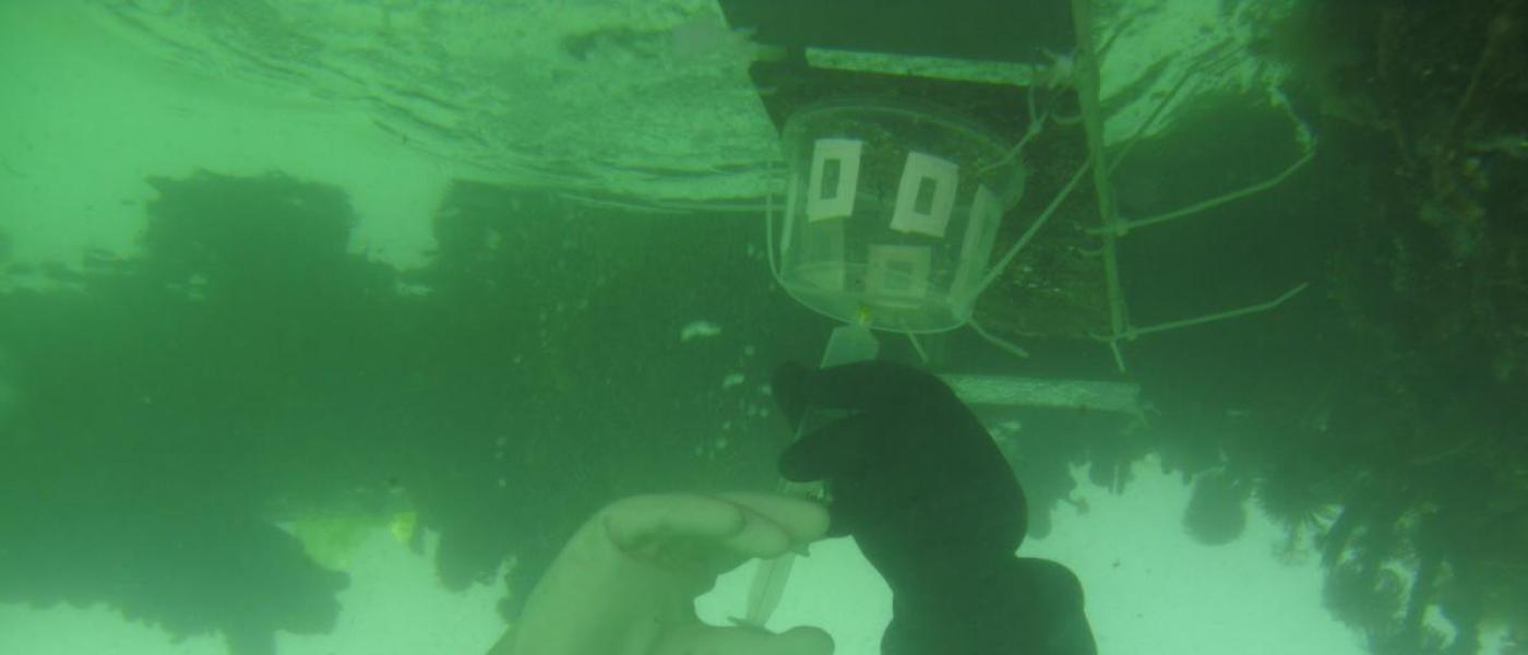 underwater dosing experiment conducted with larval Botrylloides violaceus