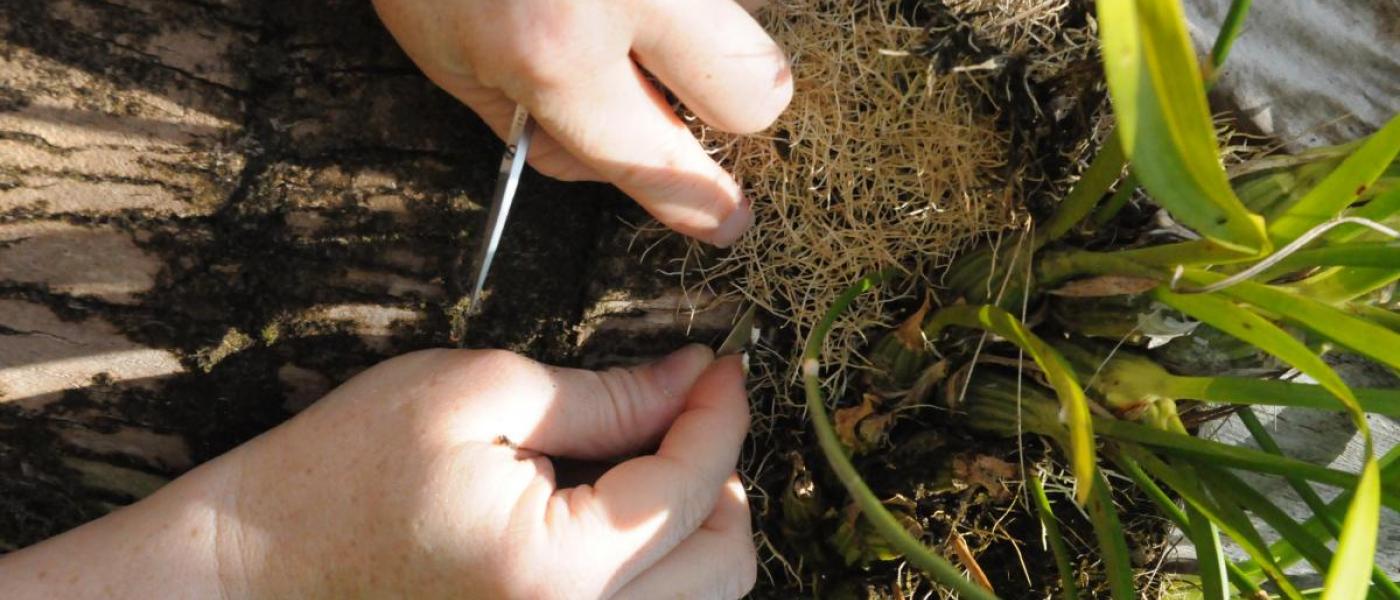 Researcher sampling roots and substrate.