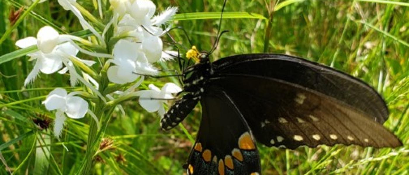 Butterfly pollinating an orchid