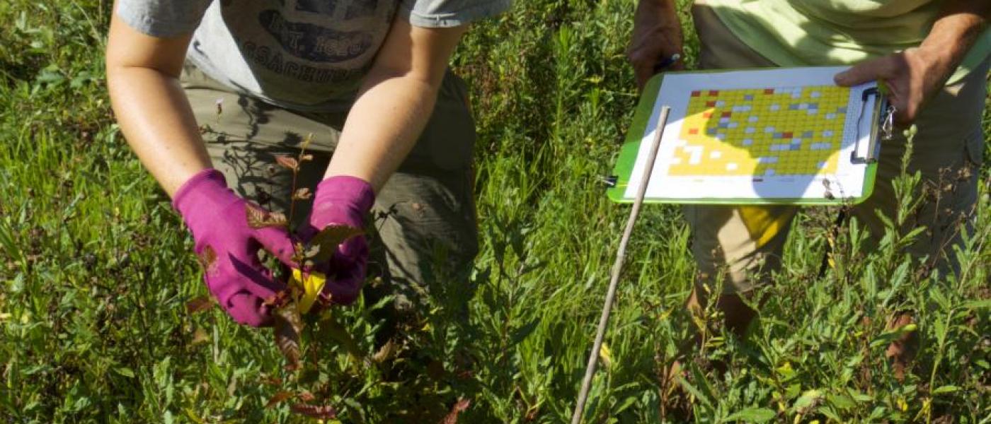 Biodiversitree tree tagging