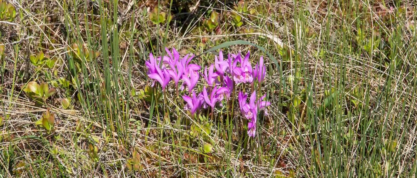 Dragon's mouth orchid