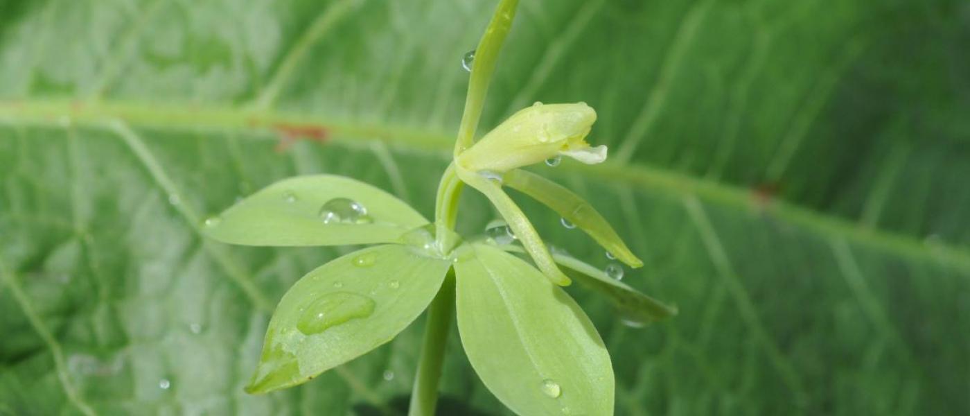 Small-whorled pogonia flower