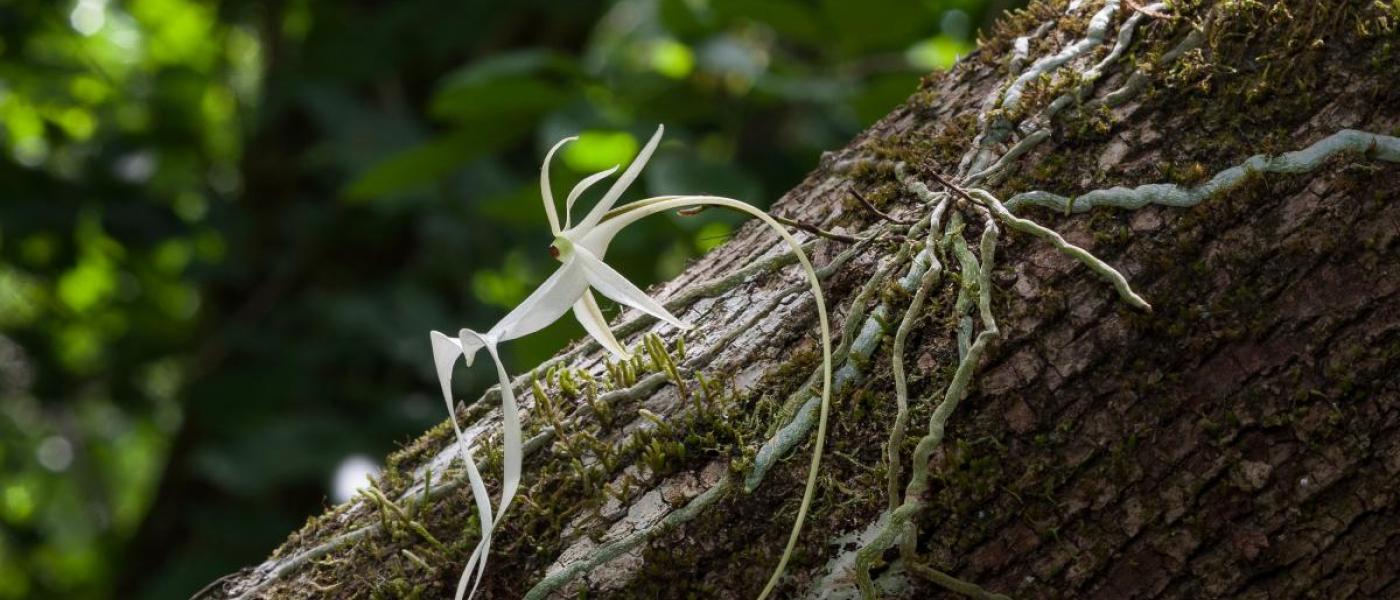 Ghost Orchid