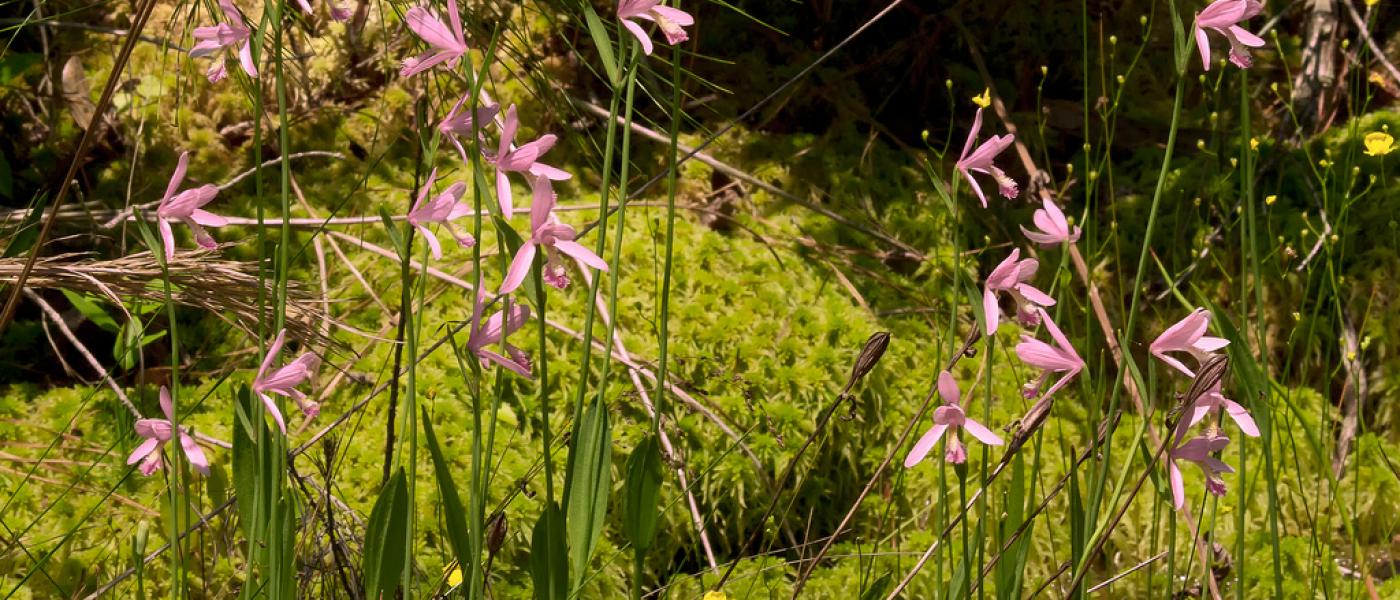 Rose pogonia orchid