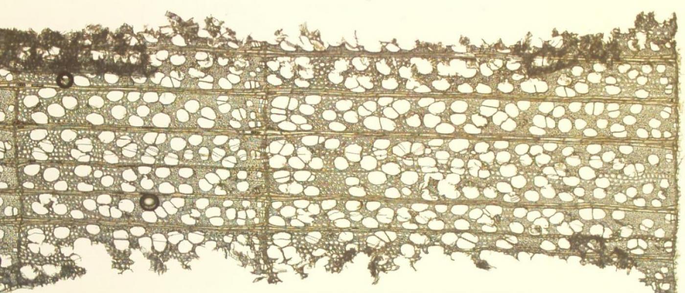 Cell structure of tulip poplar