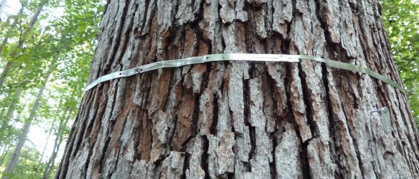 View of a dendrometer band on a white oak